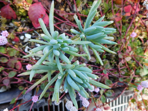 DSCN0308
