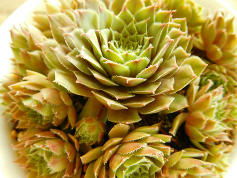 DSCN6266