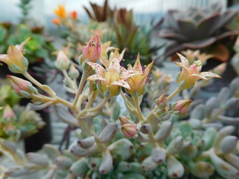 DSCN5672