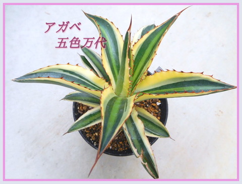 DSCN9874[1]