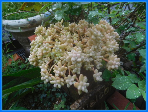 DSCN9885