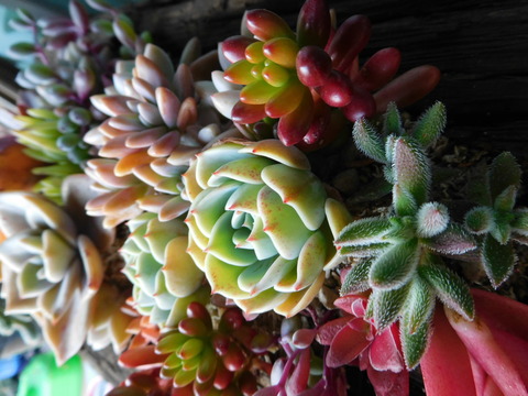 DSCN1704