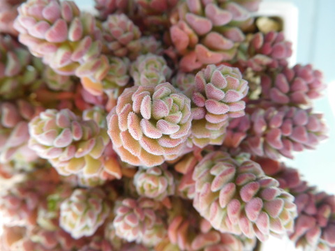 DSCN9910