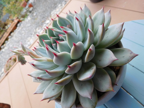 DSCN0891