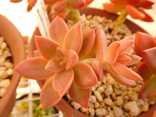 チーズです！多肉植物 カリフォルニアサンセットと姫秀麗♡ 多肉植物】カリフォルニアサンセットカットして増やす😺 - YouTube