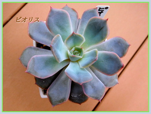 DSCN0926