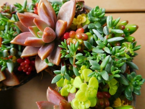 DSCN4553