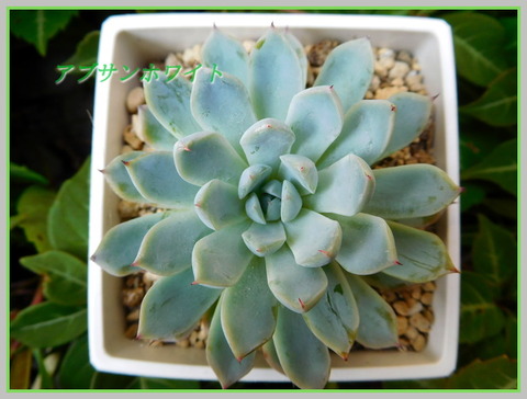 DSCN0519
