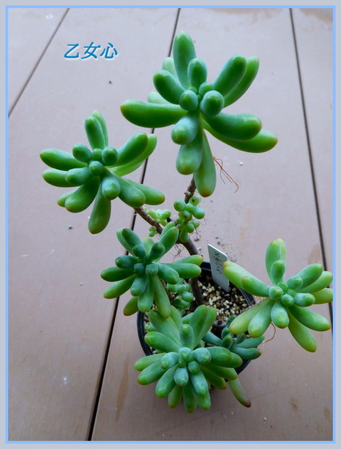 DSCN0054