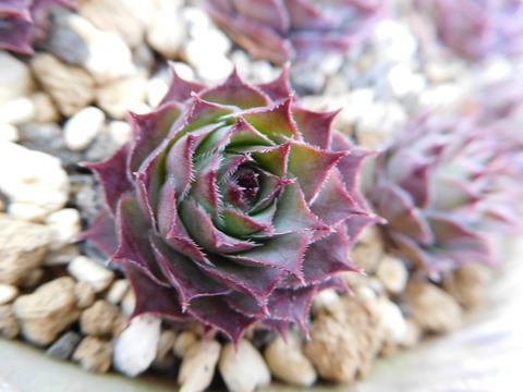 DSCN1620