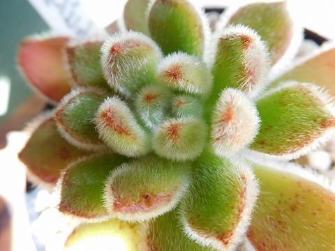 DSCN4054