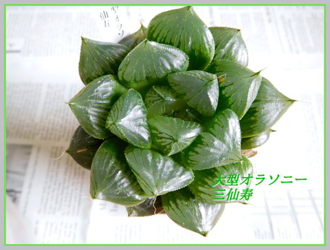 DSCN1107