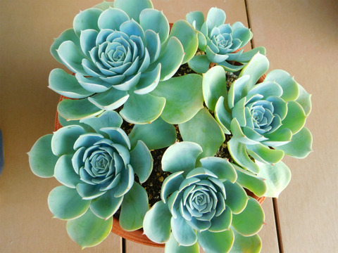 DSCN6577