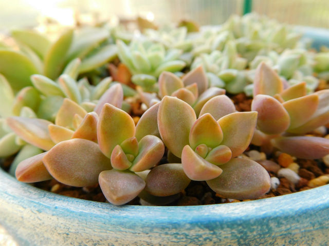 チーズです！多肉植物 カリフォルニアサンセットと姫秀麗♡ 多肉植物】【ガーデニング】超簡単、真っ赤なカリフォルニアサン