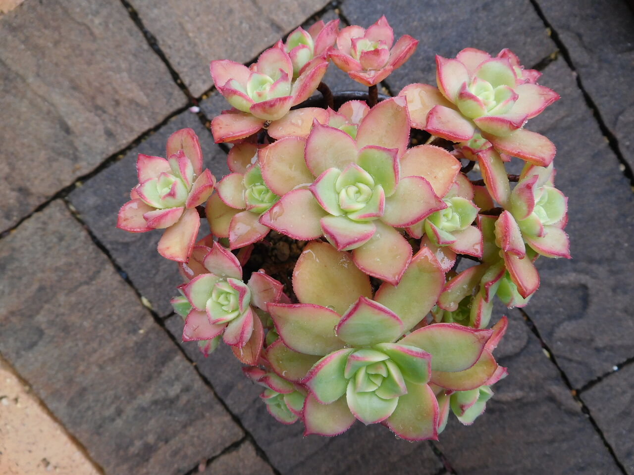 植物 手づくり 日々の暮らし