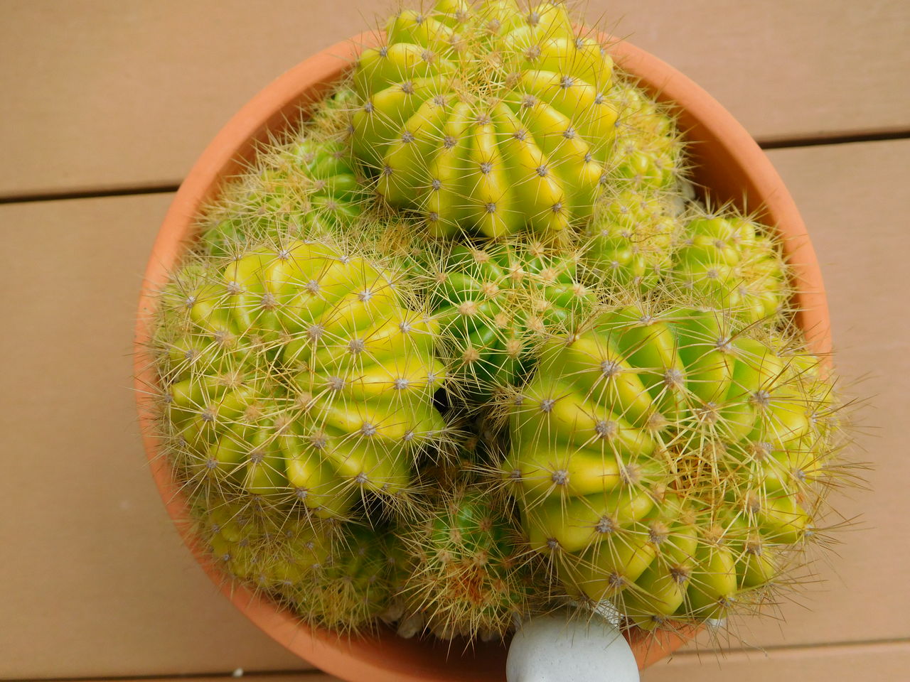 金盛丸の植え替えとキウイの復活 手づくり 日々の暮らし 金盛丸の植え替えとキウイの復活 手づくり 日々の暮らし