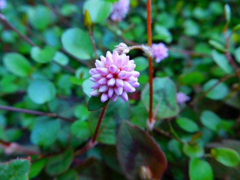 DSCN0437