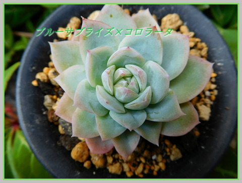 DSCN0481[1]
