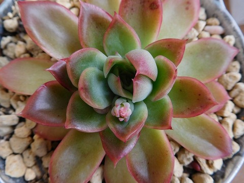 DSCN4018
