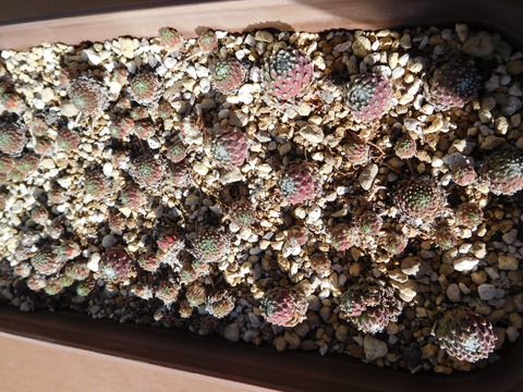 DSCN1592
