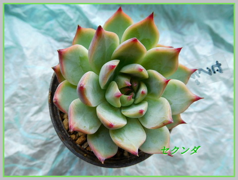 DSCN1116