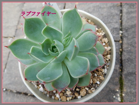 DSCN1042