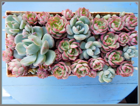 DSCN1407