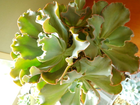 DSCN0135