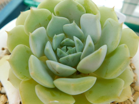 DSCN9960