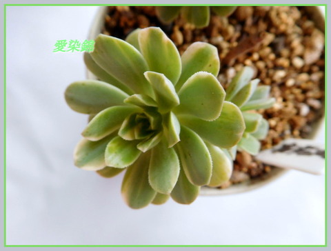 DSCN0896[1]