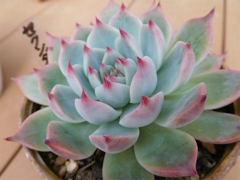 DSCN0985