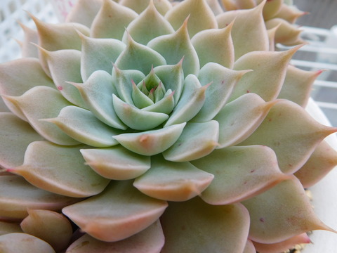 DSCN0963