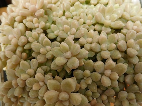 DSCN2681