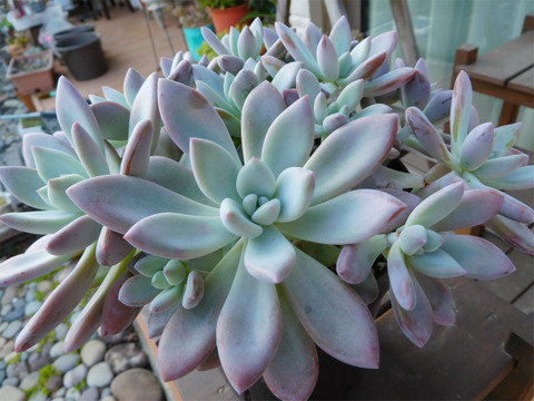 DSCN9843