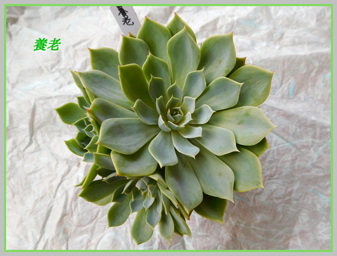 DSCN0977