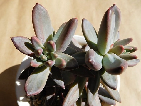 RSCN4089