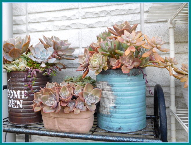 手直ししたい寄せ植えとラブリーローズなど 手づくり 日々の暮らし 手直ししたい寄せ植えとラブリーローズなど 手づくり 日々の暮らし