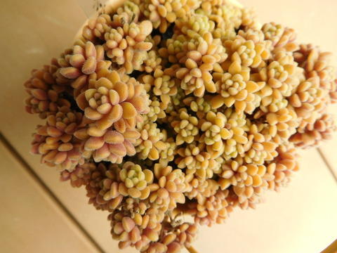DSCN0207