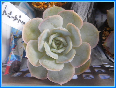 DSCN9868