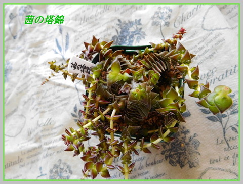 DSCN1035