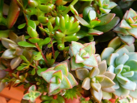 DSCN5617