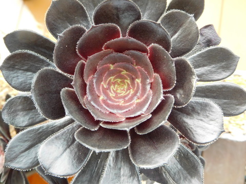 DSCN0081