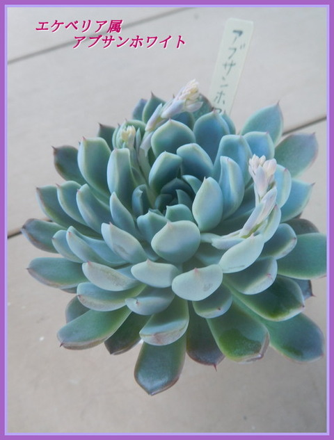 DSCN1821