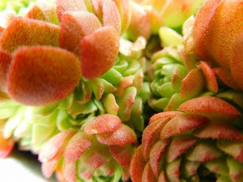 DSCN4807