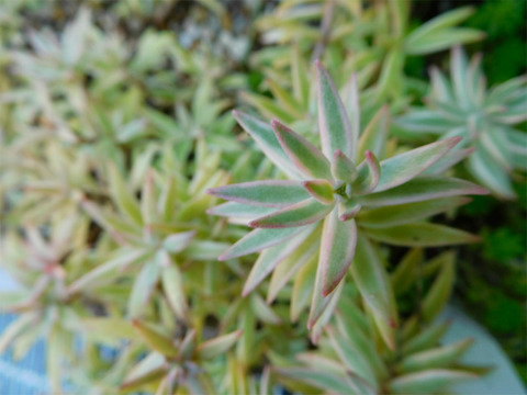 DSCN0073