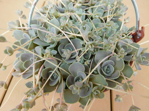 DSCN9377