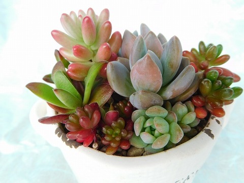 DSCN4836