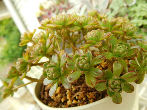 DSCN0089