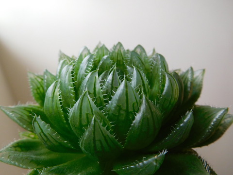 DSCN0212