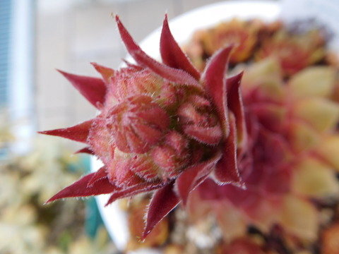 DSCN0117